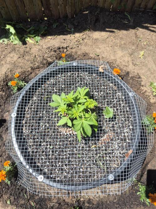 Spring 26. Week 4