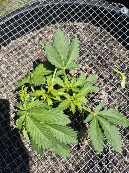 Spring 26. Week 4