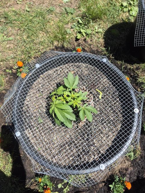 Spring 26. Week 4