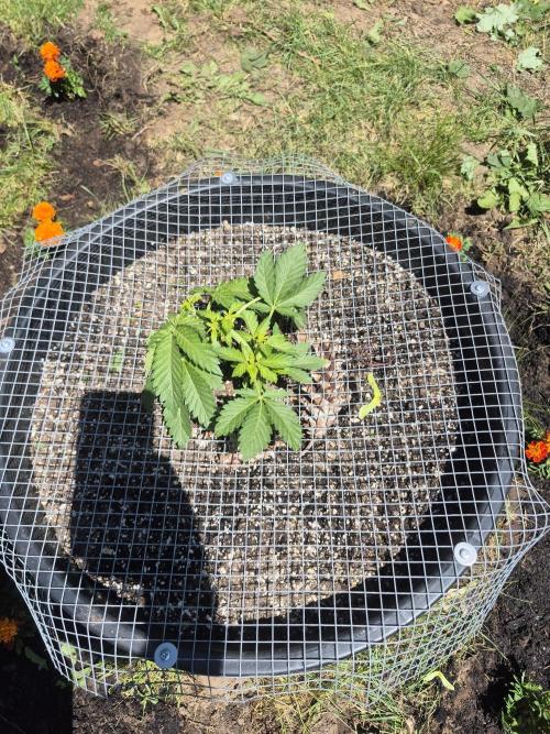 Spring 26. Week 4