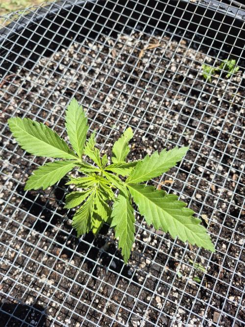 Spring 26. Week 4