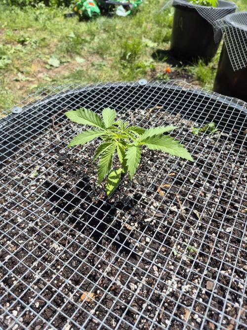 Spring 26. Week 4