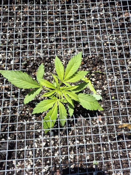Spring 26. Week 4
