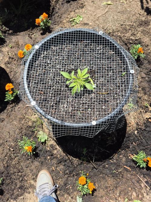Spring 26. Week 4