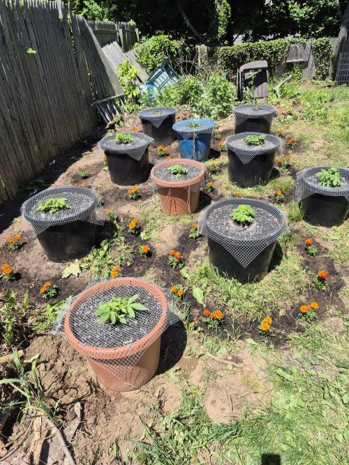 Spring 26. Week 4