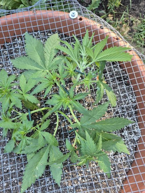 Purp haze 2026. Week 5