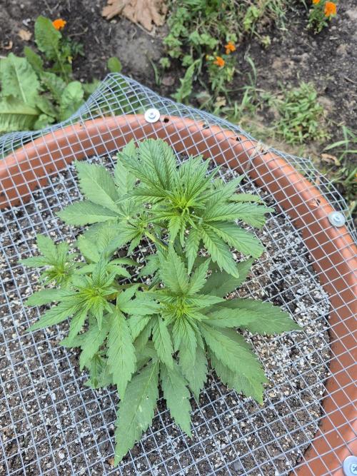 Purp haze 2026. Week 5