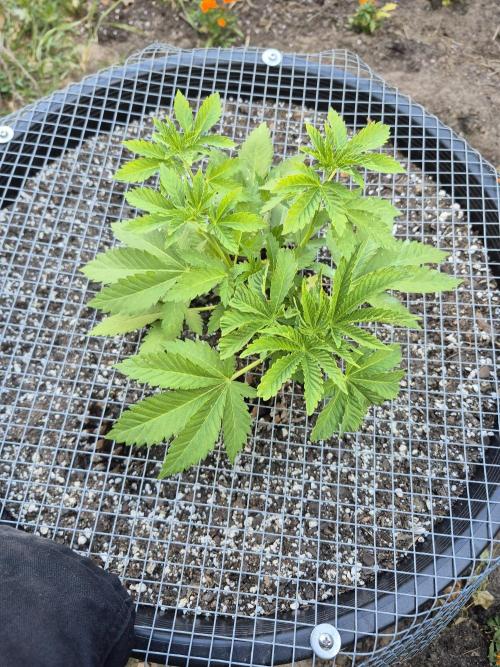 Spring 26. Week 5
