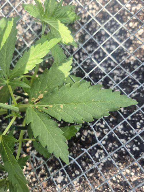 Spring 26. Week 5