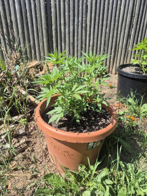 Purp haze 2026. Week 6