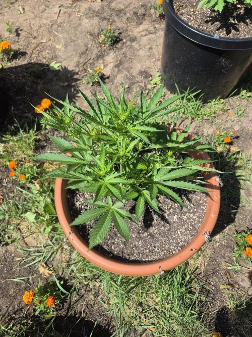 Purp haze 2026. Week 6