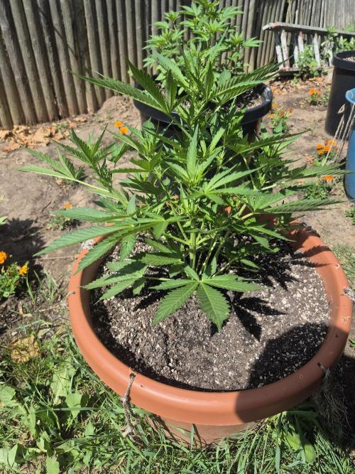 Purp haze 2026. Week 6