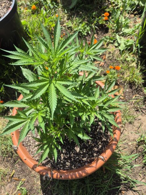 Purp haze 2026. Week 6