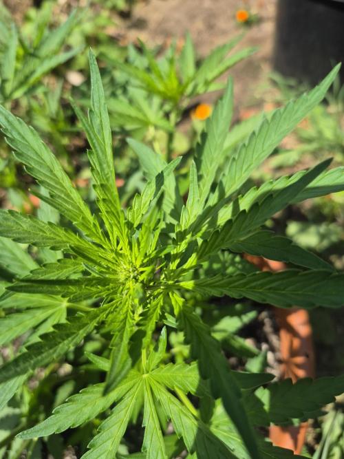 Purple Haze Auto. Week 6