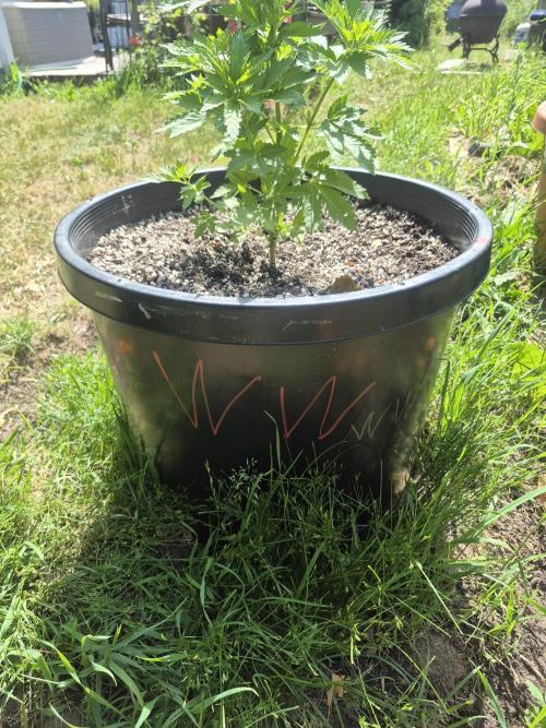 Spring 26. Week 6