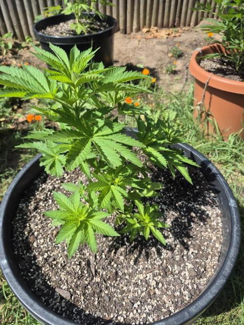Spring 26. Week 6