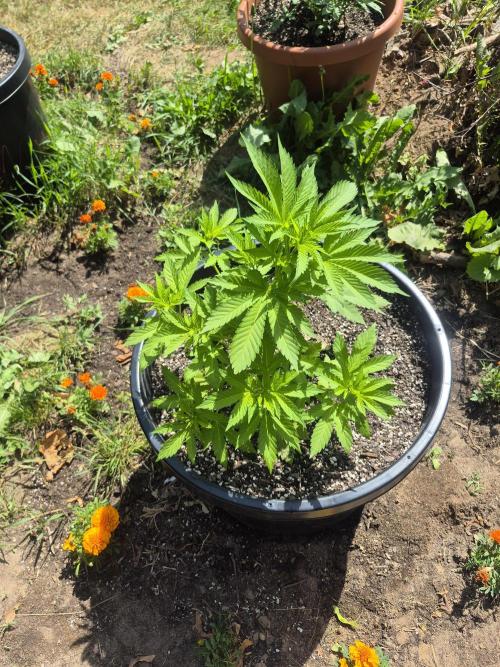 Spring 26. Week 6