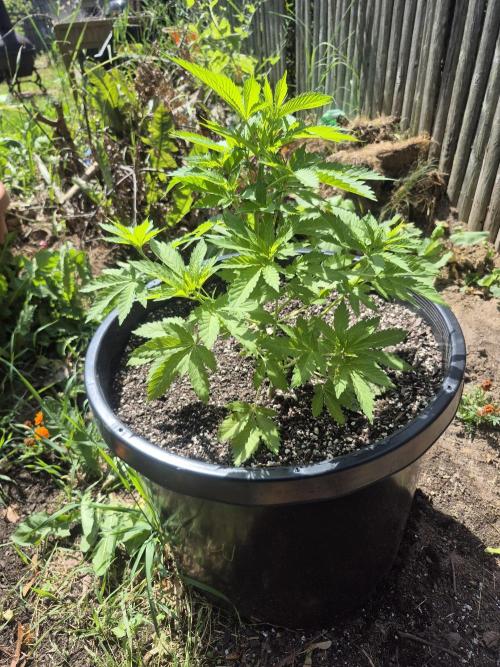 Spring 26. Week 6
