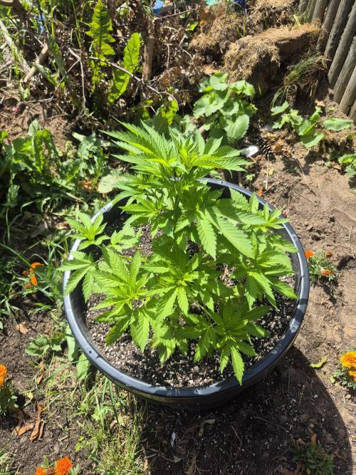 Spring 26. Week 6