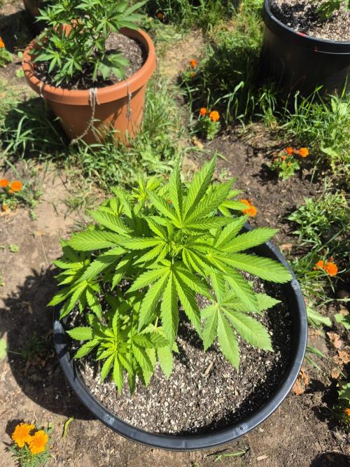 Spring 26. Week 6