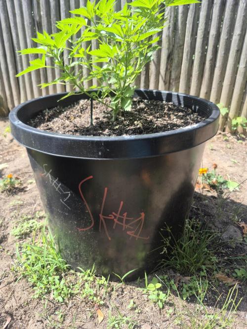 Spring 26. Week 6