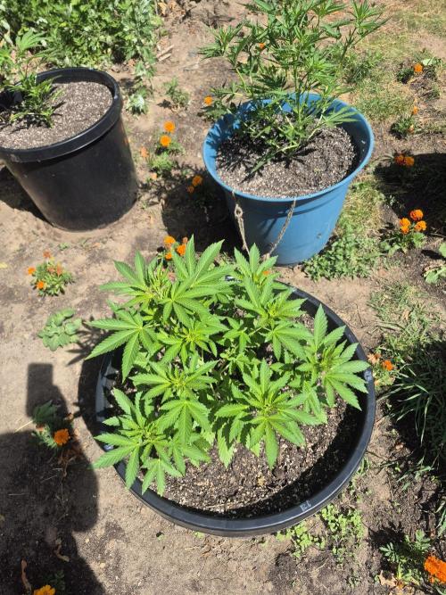 Spring 26. Week 6