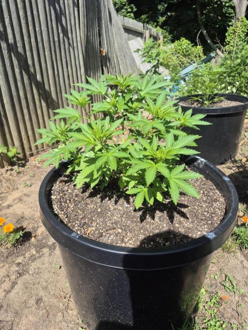 Spring 26. Week 6
