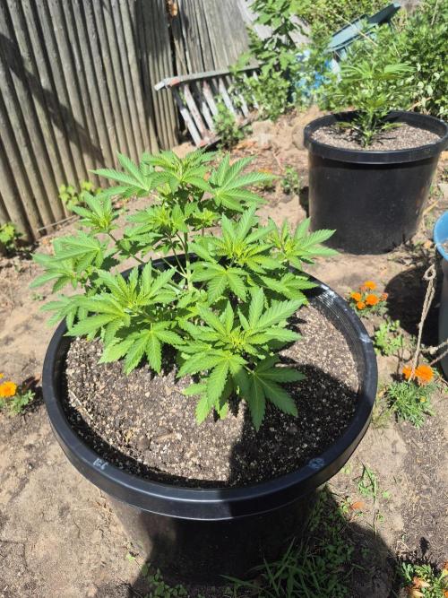 Spring 26. Week 6