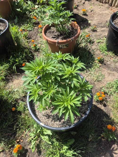 Spring 26. Week 6