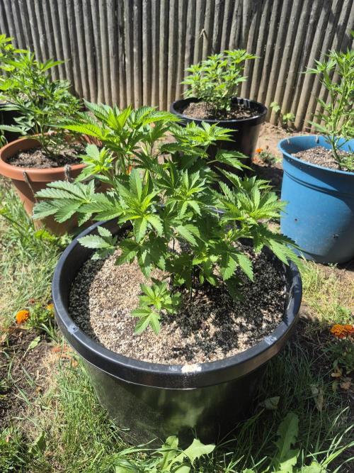 Spring 26. Week 6
