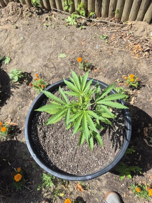 Spring 26. Week 6