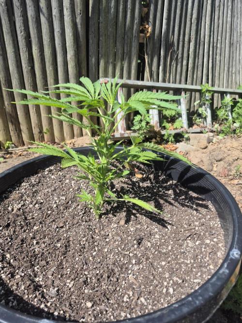 Spring 26. Week 6