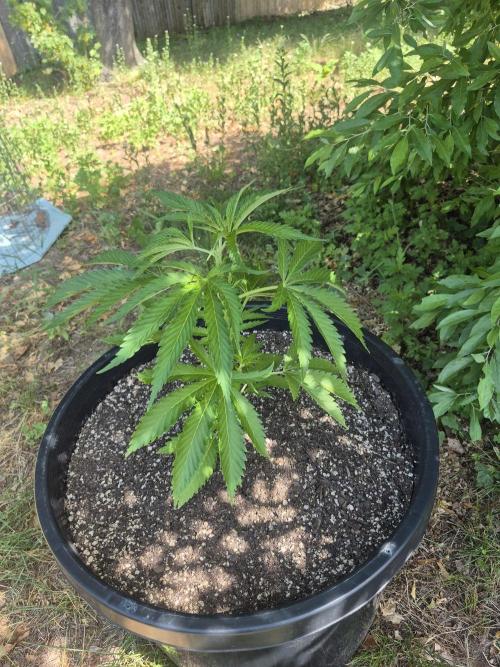 Spring 26. Week 6