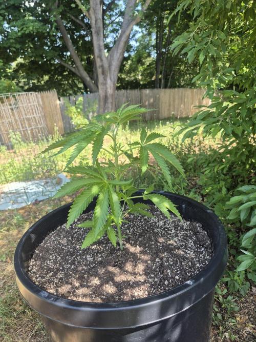 Spring 26. Week 6