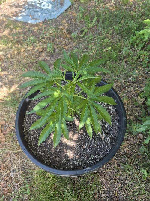 Spring 26. Week 6