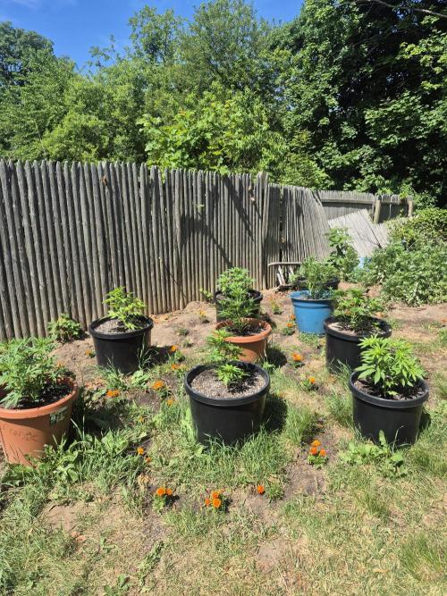Spring 26. Week 6