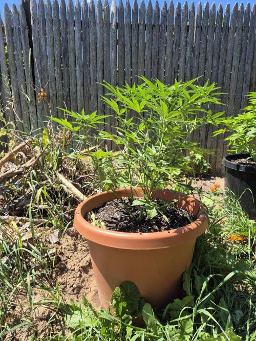 Purp haze 2026. Week 7