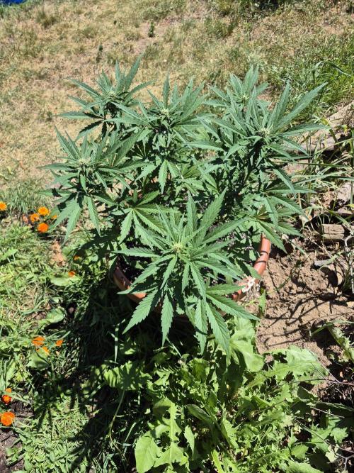 Purp haze 2026. Week 7