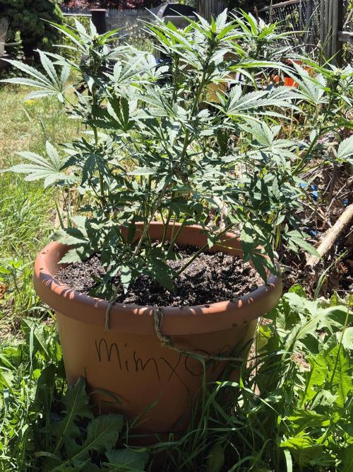 Purp haze 2026. Week 7