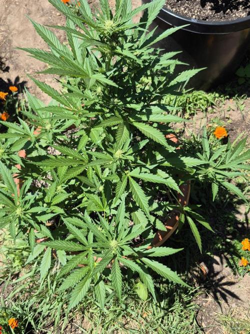 Purp haze 2026. Week 7