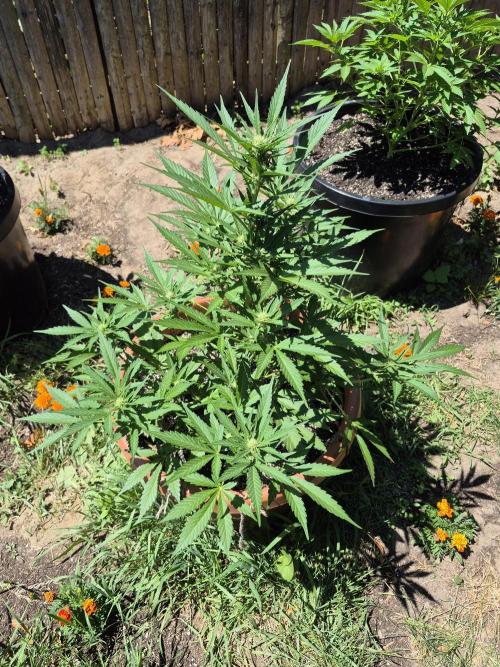 Purp haze 2026. Week 7