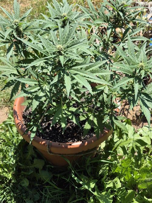 Purp haze 2026. Week 7