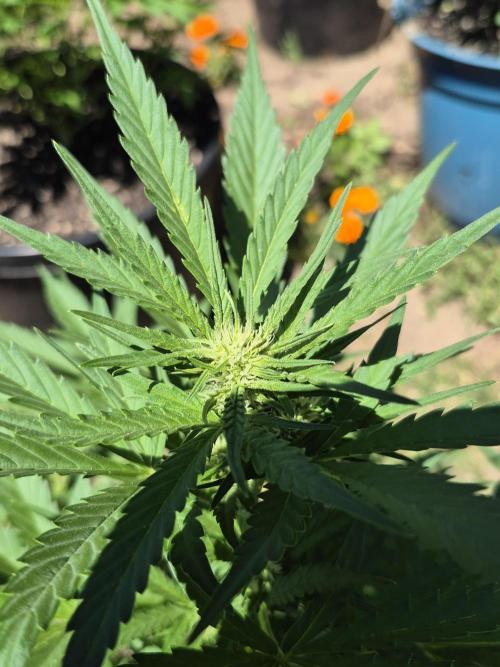 Purp haze 2026. Week 7
