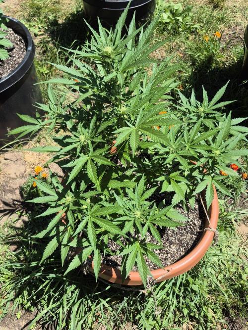 Purp haze 2026. Week 7