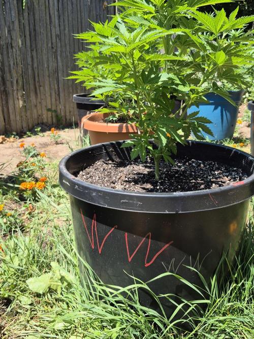Spring 26. Week 7