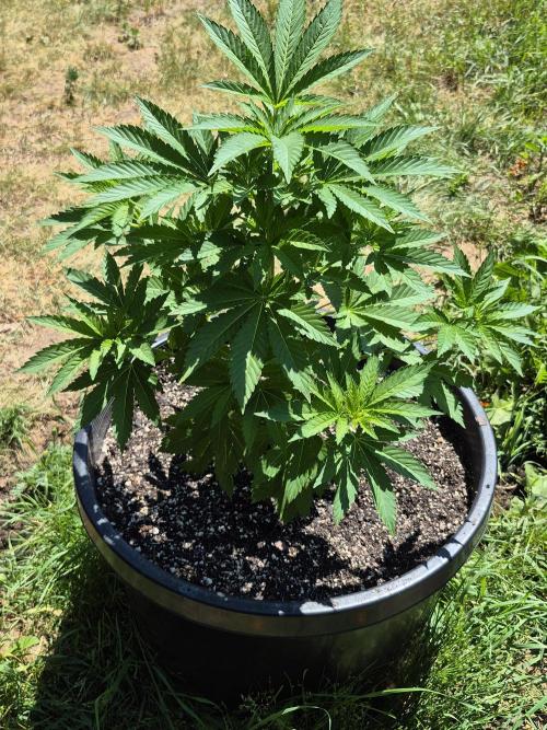 Spring 26. Week 7
