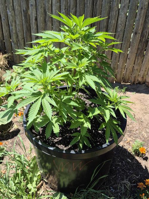 Spring 26. Week 7