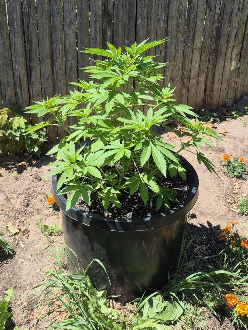 Spring 26. Week 7