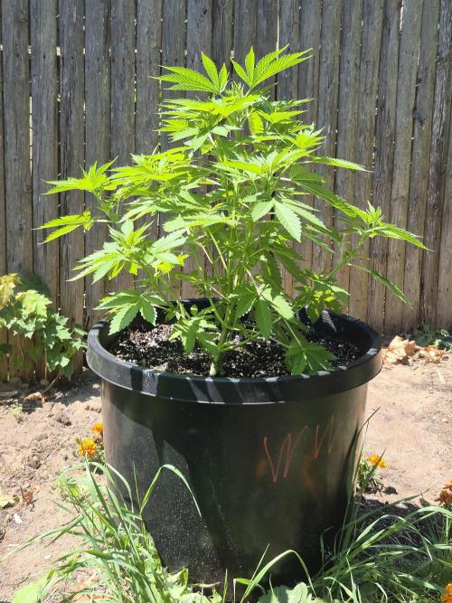 Spring 26. Week 7