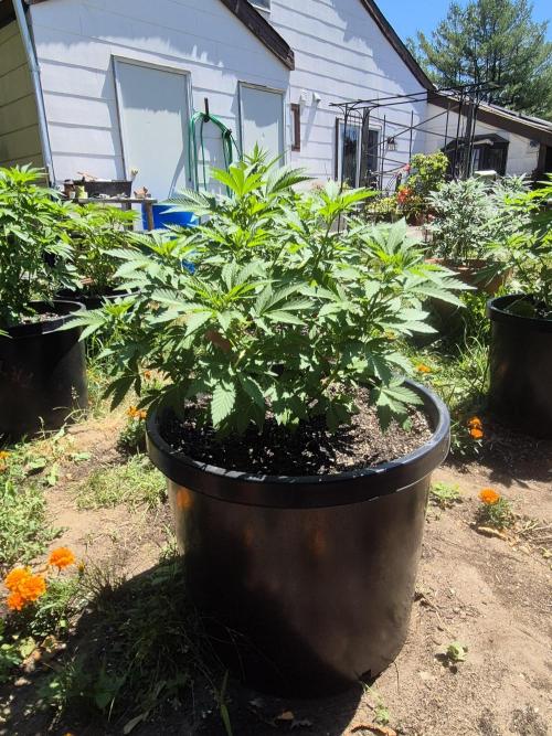 Spring 26. Week 7
